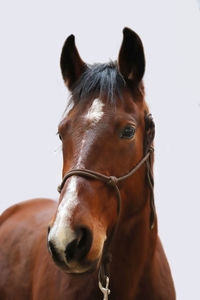 Close-up of horse against white background