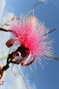 Close-up of pink flower against sky