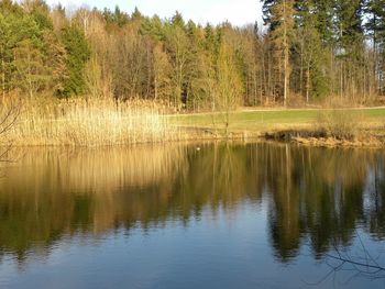 Scenic view of lake in forest