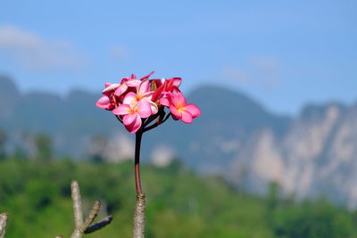 Close-up of pink flowering plant