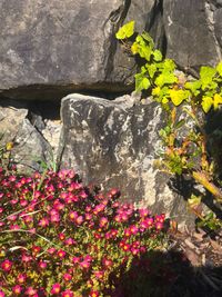 Close-up of flowers against blurred background