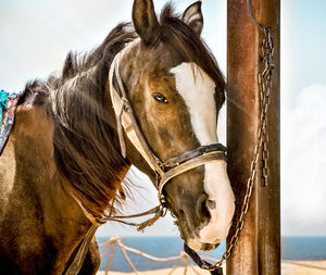 Close-up of horse against sky