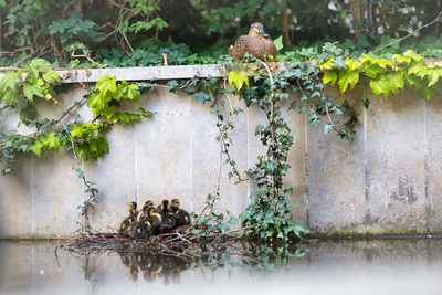 View of birds on plants against wall