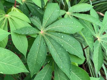 Close-up of raindrops on leaves