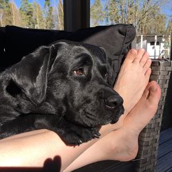 Close-up of hand holding dog