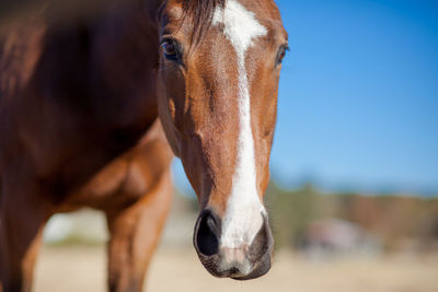 Close-up of horse in ranch