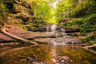 Stream flowing through forest