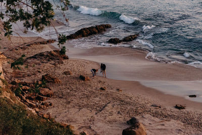 High angle view of dog on beach