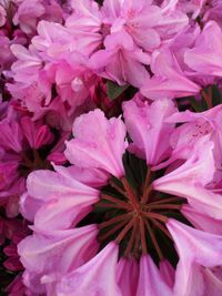 Close-up of pink flower