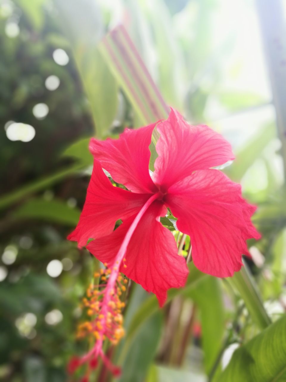 CLOSE-UP OF RED FLOWERS