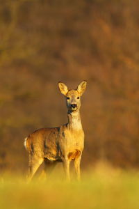 High angle view of deer