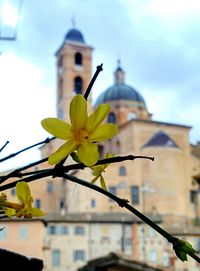 Close-up of flowers against building