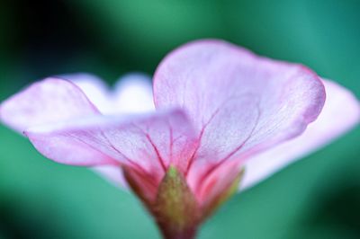 Close-up of pink rose flower