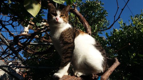 Low angle view of cat sitting on tree