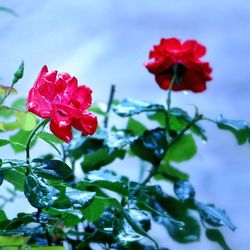 Close-up of red rose blooming against sky