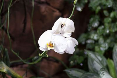 Close-up of white flowers