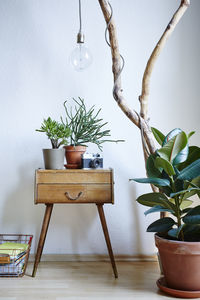 Potted plant on table at home