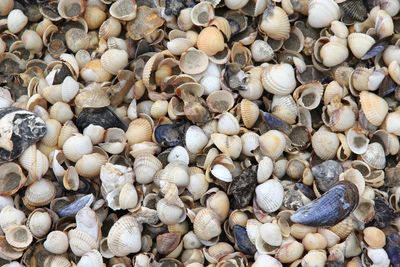 High angle view of shells on beach