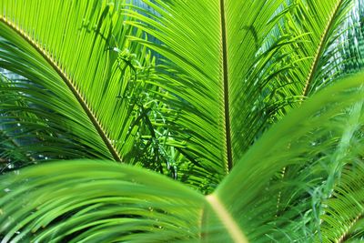 Close-up of palm leaf