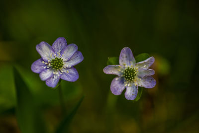 Close-up of purple flowering plant