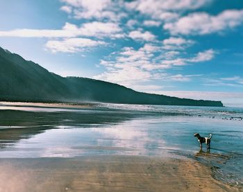 Dog standing on shore at beach against sky