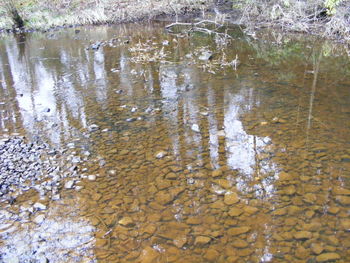Reflection of trees in puddle