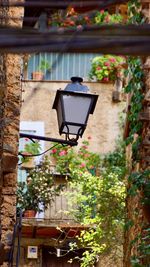 Potted plants outside house