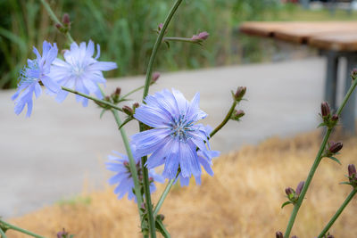 Close-up of purple flowering plant