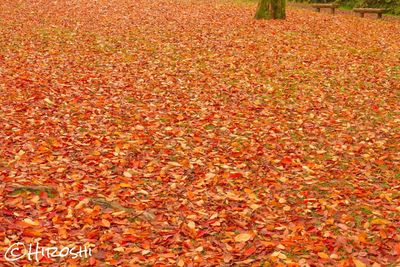 Full frame shot of leaves