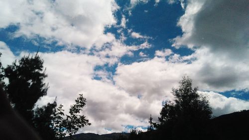 Low angle view of trees against sky