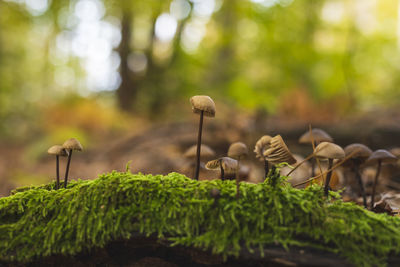 nature