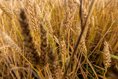 Close-up of wheat growing on field