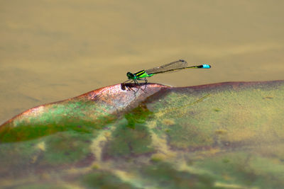 Close-up of dragonfly on plant