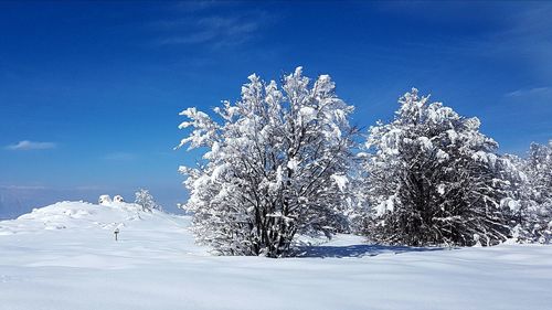 Snow covered trees on landscape against blue sky