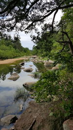 Reflection of trees in river