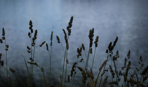 Close-up of plants against sky