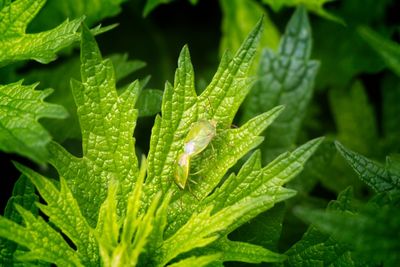 Close-up of wet plant leaves