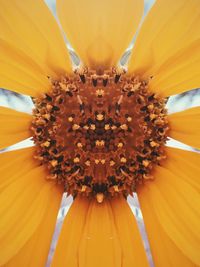 Close-up of sunflower