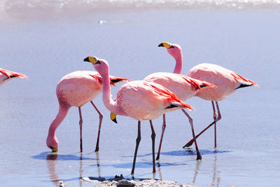 Flock of birds on beach