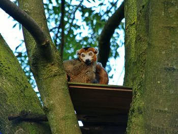 Cat on tree trunk