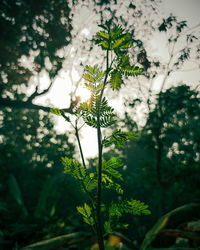 Close-up of flowering plant against tree