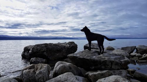 Horse standing on rock by sea against sky