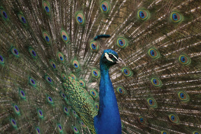Close-up of peacock