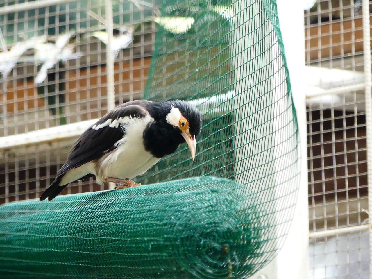 BIRD PERCHING IN CAGE