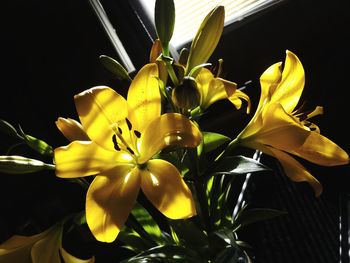 Close-up of yellow flowers