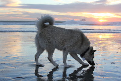 Sheep on beach against sky during sunset
