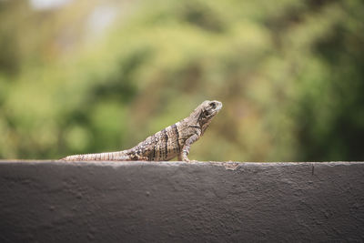 Close-up of a lizard on retaining wall