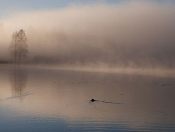 Birds in a lake