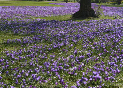 Purple flowers on field