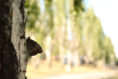 Bird on tree trunk